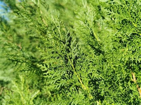 Premium Photo Juniper Thuja Cypress Juniperus Bush Close Up