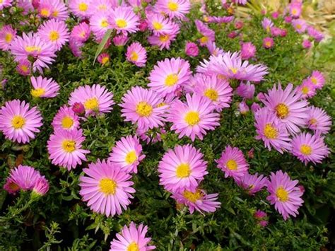 Долгоцветущие многолетники для сада ⋆ blumgarden.ru