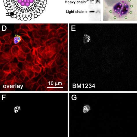 Confocal Fluorescence Microscopy Analysis Of The Delivery Of