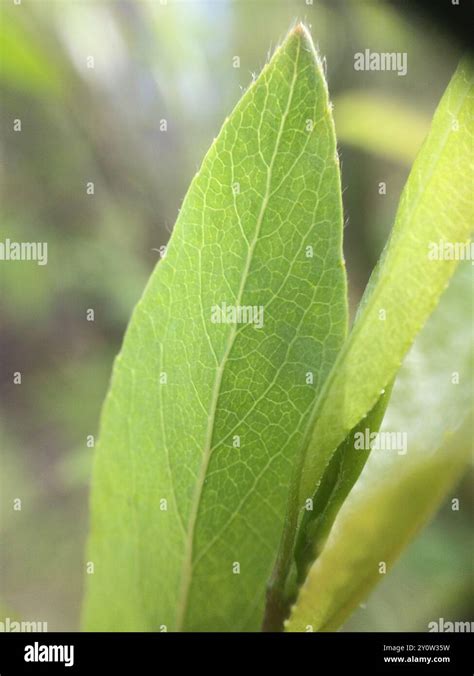 Pussy Willow Salix Discolor Plantae Stock Photo Alamy