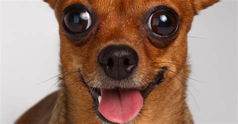 The Eyes Have It: Common Eye Problems in Chihuahuas