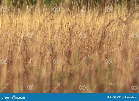 Hierba Seca Pradera Silvestre Belleza Pasto Amarillo Y Textura Fondo