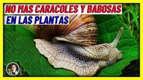 10 FORMAS Como ELIMINAR Los CARACOLES Y BABOSAS De Las Plantas Del