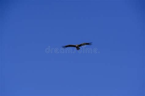 Andean Condor stock image. Image of 0007, landscape - 253447745