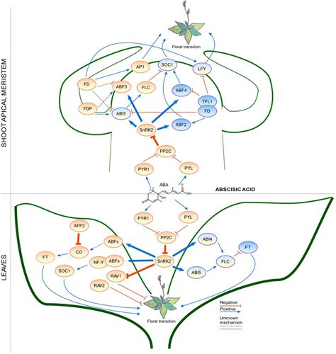 Regulation Of The Floral Transition By The Abscisic Acid Signaling Download Scientific