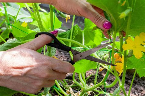 When And How To Prune Cucumber Plants