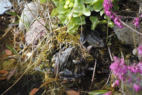 Frog Spring Frogs In The Pond - Free photo on Pixabay - Pixabay