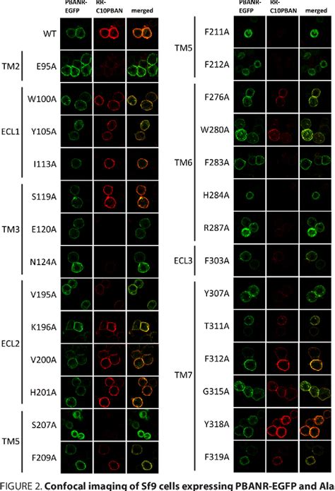 Figure From Identification Of Functionally Important Residues Of The