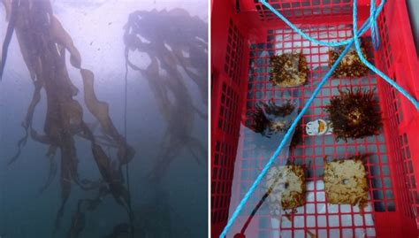 Neptune's BC Bull Kelp Restoration Project With The Help Of UBC ...