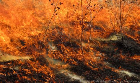 Las Terribles Consecuencias De La Destrucción De Un Ecosistema Por Un