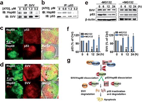 Binding Of Arsenic To Hsp60 Disrupts Complexation Of Hsp60 With P53 And