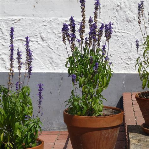 French Lavender Seeds For Your Home or Garden - A Unique Provence Gift ...