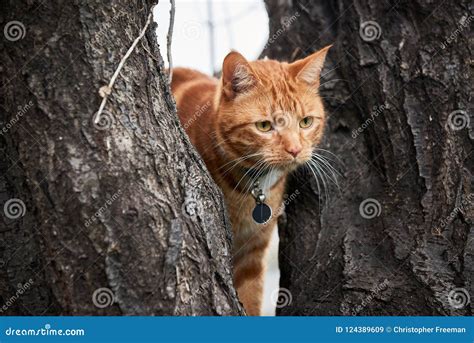 Gato De Gato Atigrado Rojo Del Jengibre En Un árbol Con Las Barbas