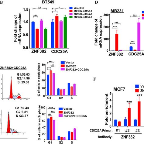 Znf Induces G G Cell Cycle Arrest Via Cdc A Signaling Pathway