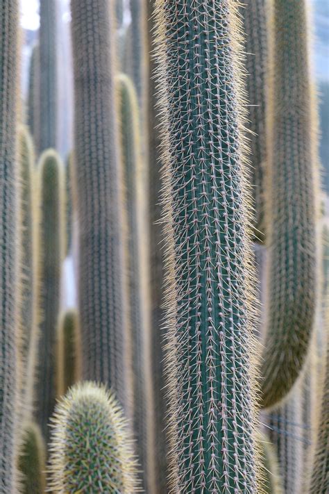 Cactus Cacti Plant Free Photo On Pixabay Pixabay