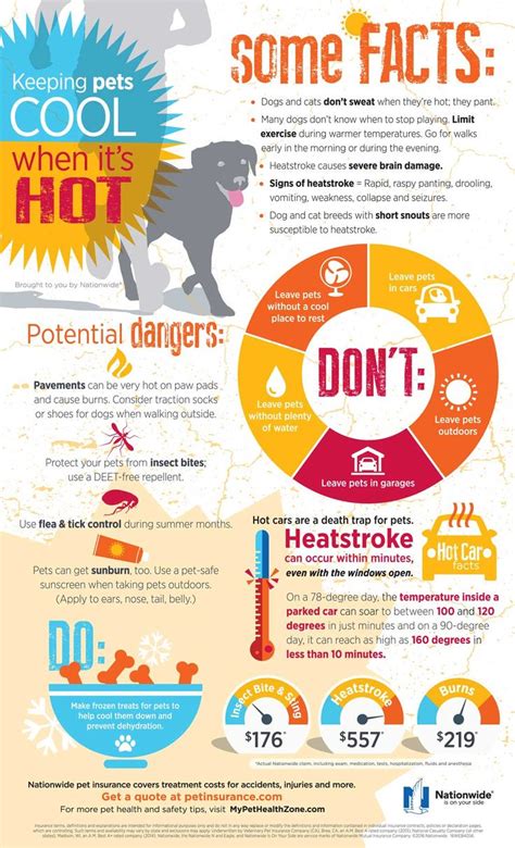 Keeping Pets Cool When Its Hot Infographic Dog Remedies Pet Health