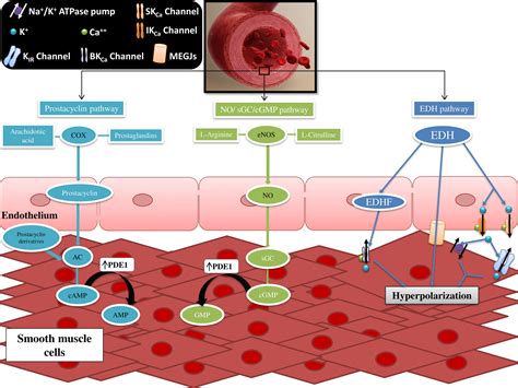 CGMP Pathway