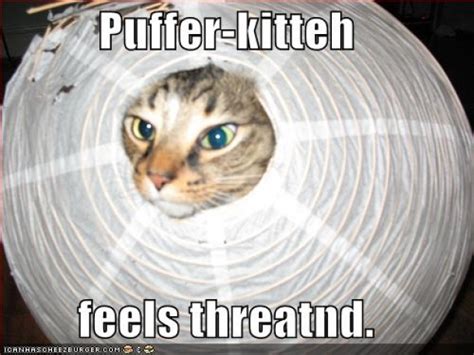 Puffer Kitteh Meme Guy