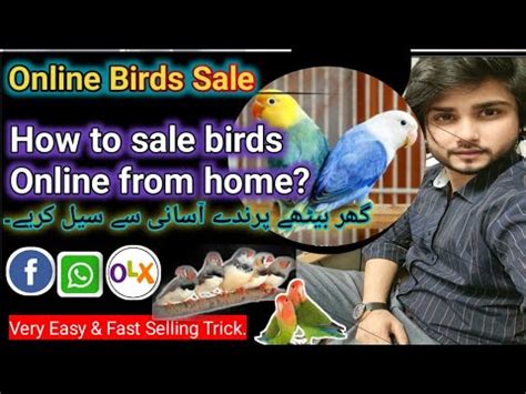 Most Important Tips For New Fanciers How To Sell Birds Online