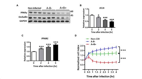 Downregulation Of Ppar And Occludin Associated With Loss Of Cell