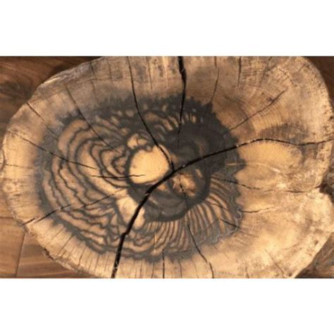 JICO 交換針 SHURE M44用 NUDE黒柿針カバー付 JICO ジコー 日本精機宝石工業株式会社 N44 KUROGAKI NUDE 返品種別A Joshin web