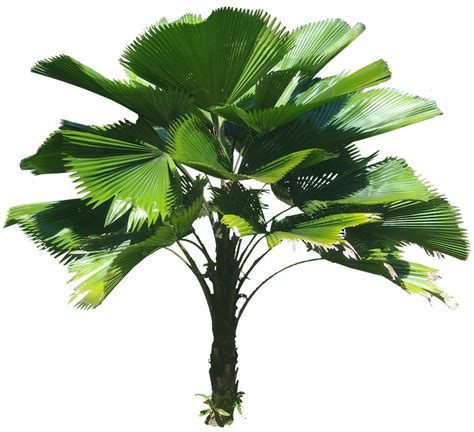 Tropical Plant Pictures: Licuala grandis (Ruffled fan palm)