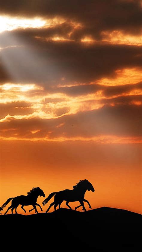 Horse Sunset Wallpapers - 4k, HD Horse Sunset Backgrounds on WallpaperBat