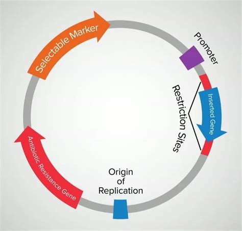 Antibiotic Resistance Marker Gene