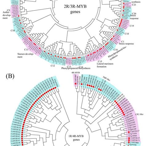 Three Repeats Of Myb In The Sweet Orange Genome The R1 R2 And R3 Myb