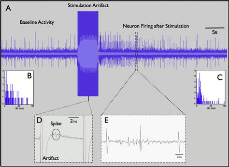 Representative Scheme Of The Neuronal Recordings In The Pag A