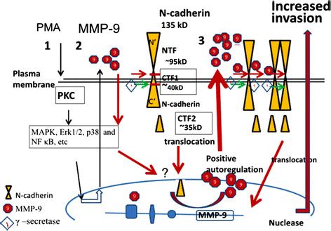 0A Model Proposed For The Cross Talk Between N Cadherin Cleavage And