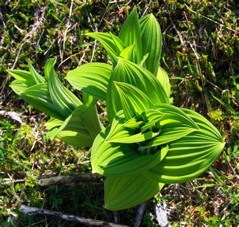 Veratrum Viride American White Hellebore Corn Lily False Hellebore