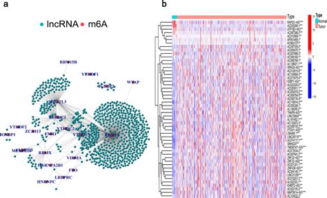 Screening Of Hub Lncrnas A Network Of The Selected M A Related