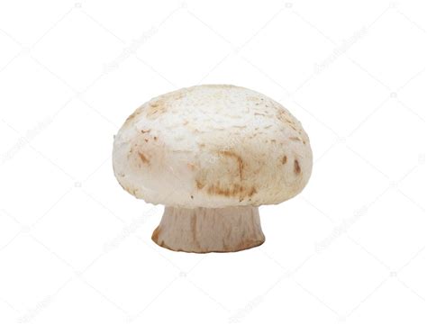 Button Mushroom Isolated — Stock Photo © Nimblewit 5625269