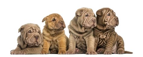 shar pei    distinctive wrinkled appearance
