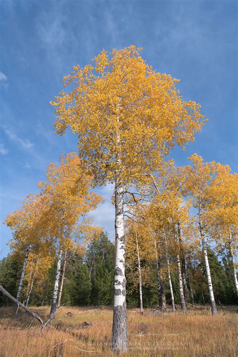 Aspens Grand Teton National Park Alan Majchrowicz Photography