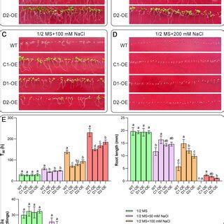 Effects Of Cas Gene Overexpression On Seed Germination And Growth Wt