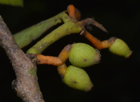 Typha species – eFlora of India