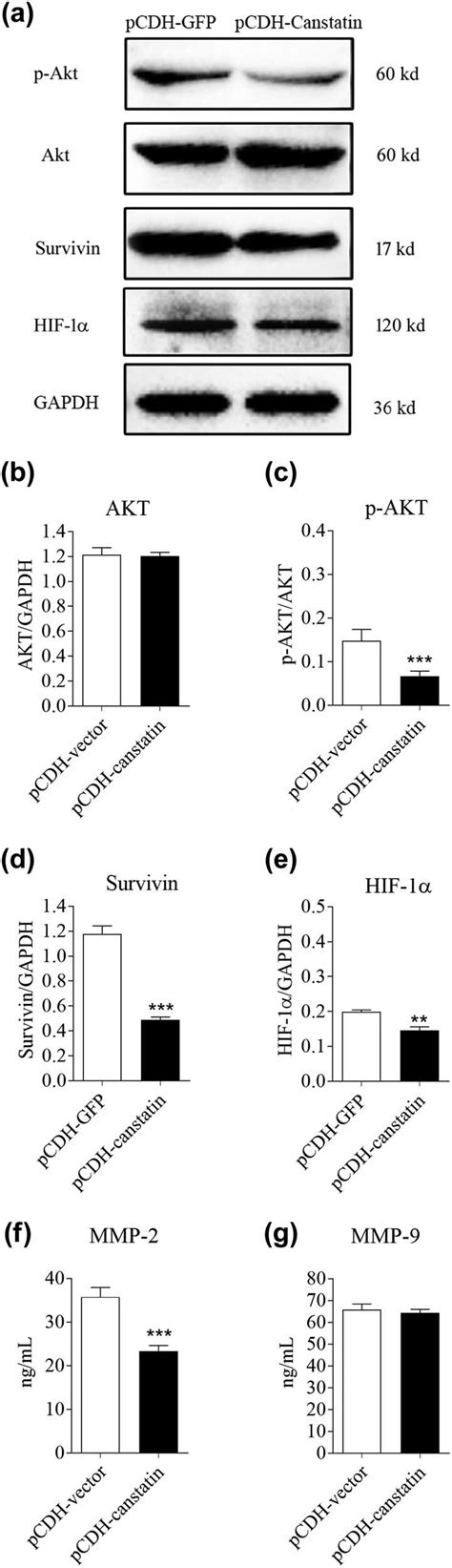 Canstatin Overexpression Suppressed The Activation Of Akt And Decreased