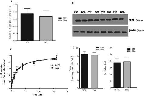 SERT Protein Expression A Was Measured By Western Blotting Right