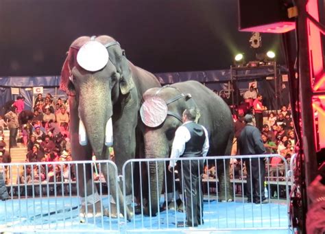 New Footage Shows Miserable Elephants 'Losing Their Minds' In NYC Circus