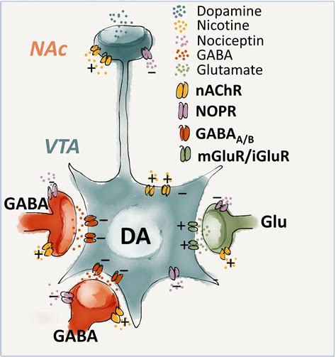 Genetic Deletion Or Pharmacological Blockade Of Nociceptin Orphanin Fq