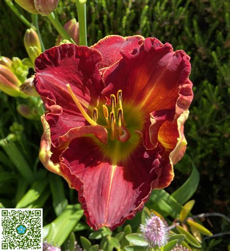 Hemerocallis Fulva Fulvous Daylily Plantshare Llc Plantshare