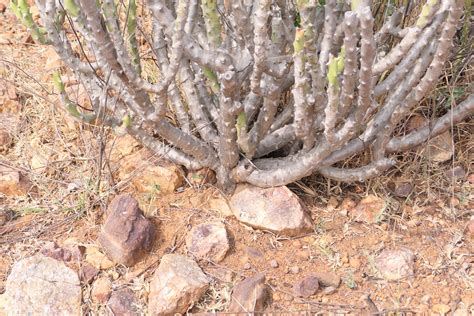 Euphorbia Caducifolia Haines Dinesh Valke Flickr