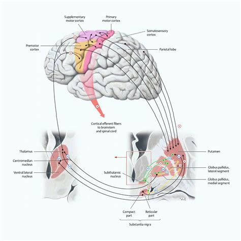 What Does The Ganglia Do - Margaret Greene Kapsels