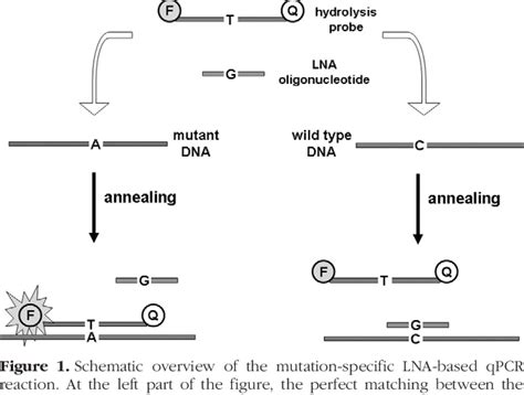 Figure From A Real Time Polymerase Chain Reaction Assay For Rapid