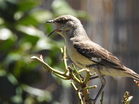 Northern Mockingbird The Great Imitator — Sacramento Audubon Society