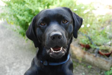 500 Black Lab Names - Popular Male and Female Names - PetPress