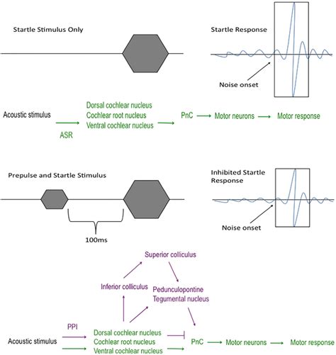 Acoustic Startle And Prepulse Inhibition Pathways The Pathway That The