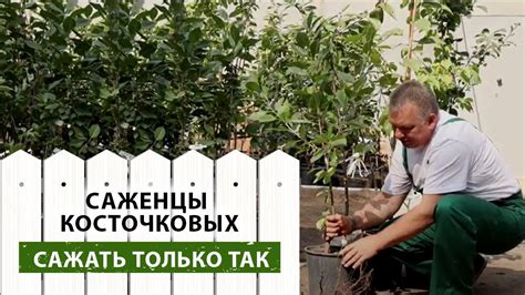 Саженцы косточковых. Советы и рекомендации по посадке - YouTube